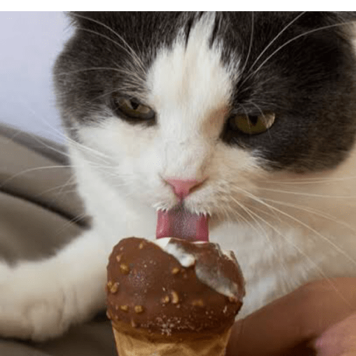Gatitos comiendo dulces  8