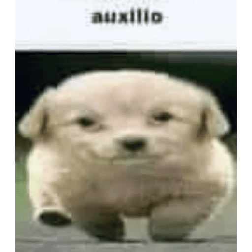 Gatos chistosos viva el CP 2