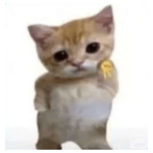 Cats 2 5