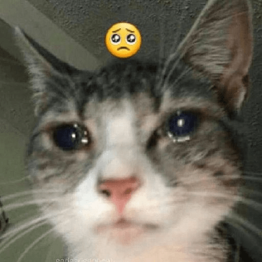 Cats 2 6