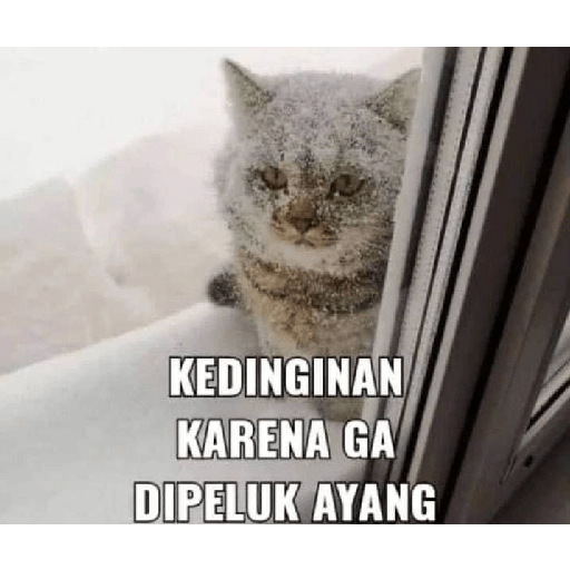 Kucing bucin 6