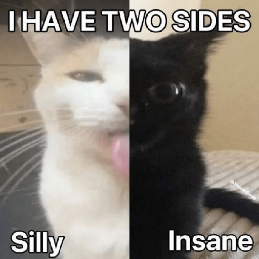 El gato 7