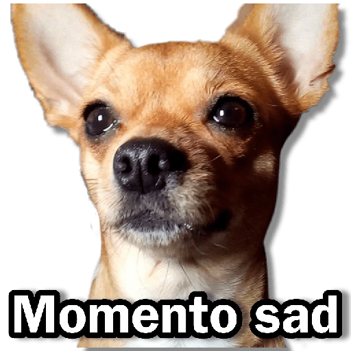 Memes Chihuahua🐶 4