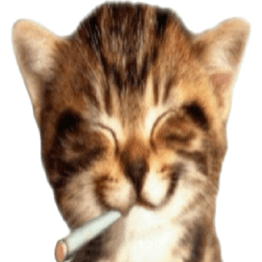 Gatos chistosos viva el CP 9
