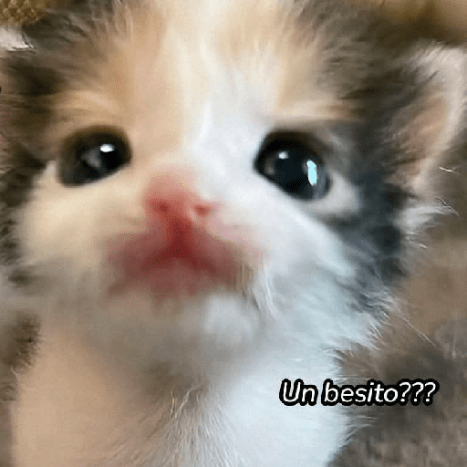 GATOS RANDOM - PARTE 55 27