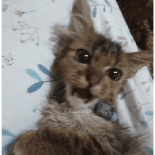 Kucing 2