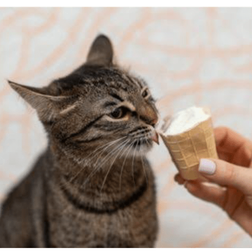 Gatitos comiendo dulces  3
