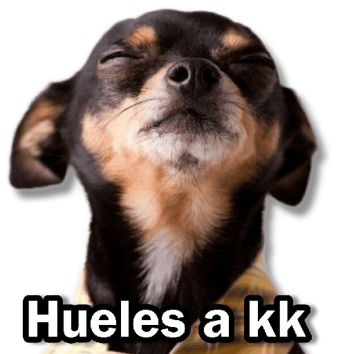 Memes Chihuahua🐶 11