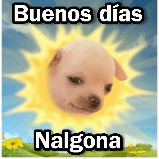Memes Chihuahua🐶 13