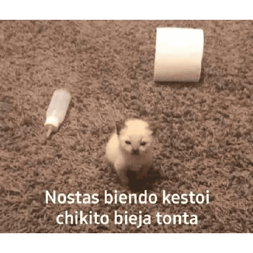 Dilo con Gatos 3