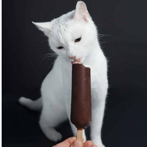 Gatitos comiendo dulces  7