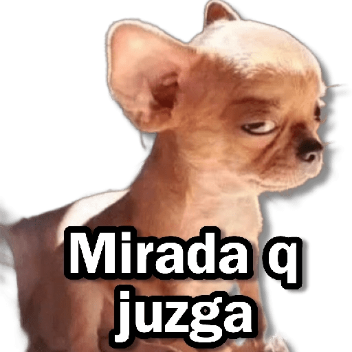 Memes Chihuahua🐶 9
