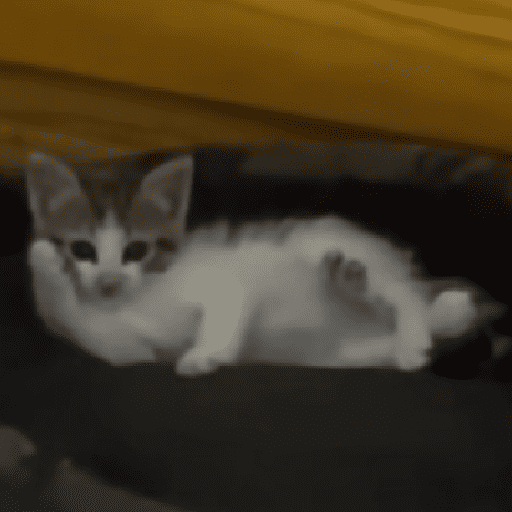 GATOS RANDOM - PARTE 55 25