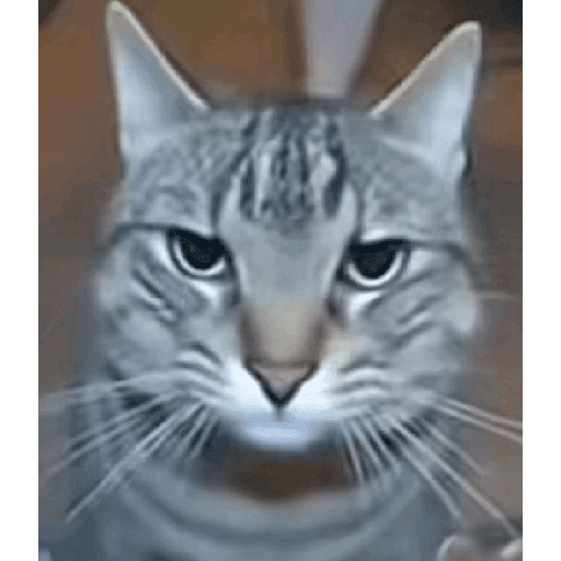 GATOS RANDOM - PARTE 55 19