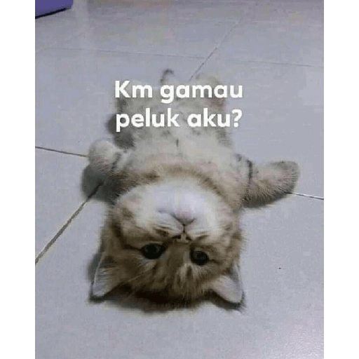 Kucing bucin 5