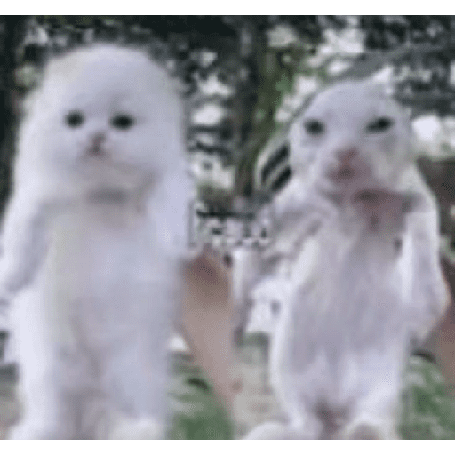 Gatos chistosos viva el CP 4