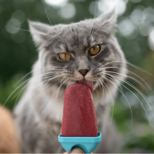 Gatitos comiendo dulces  21