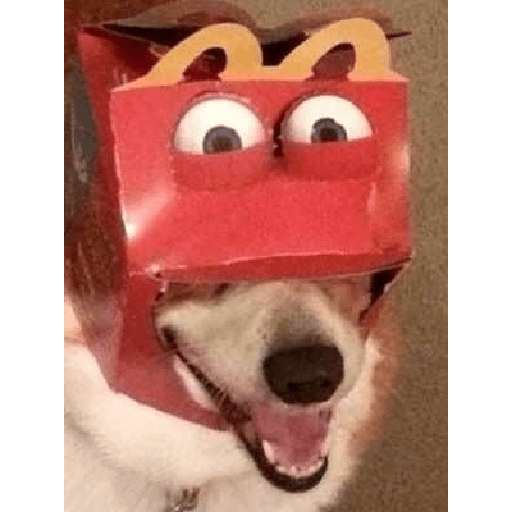 Dogs 🐶 1