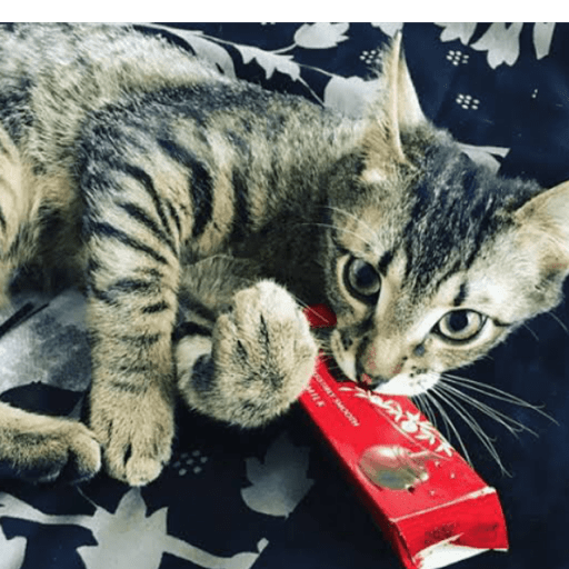 Gatitos comiendo dulces  10