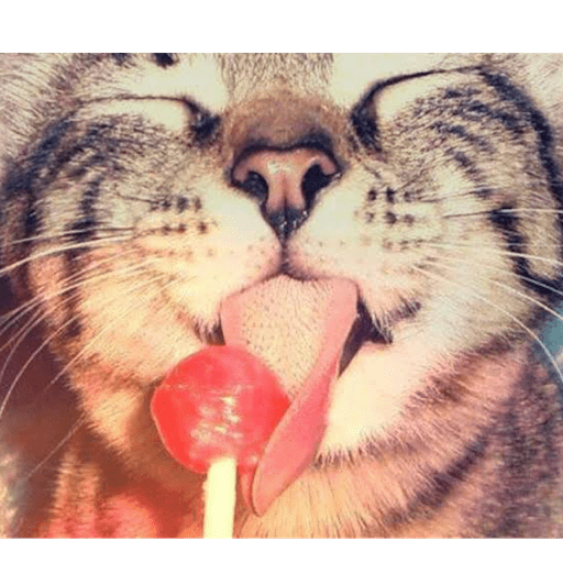 Gatitos comiendo dulces  20