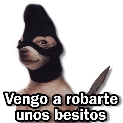 Memes Chihuahua🐶 8