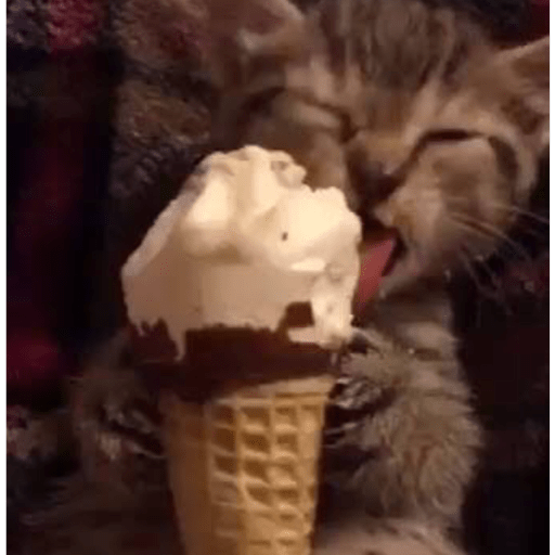 Gatitos comiendo dulces  17