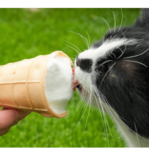Gatitos comiendo dulces  19