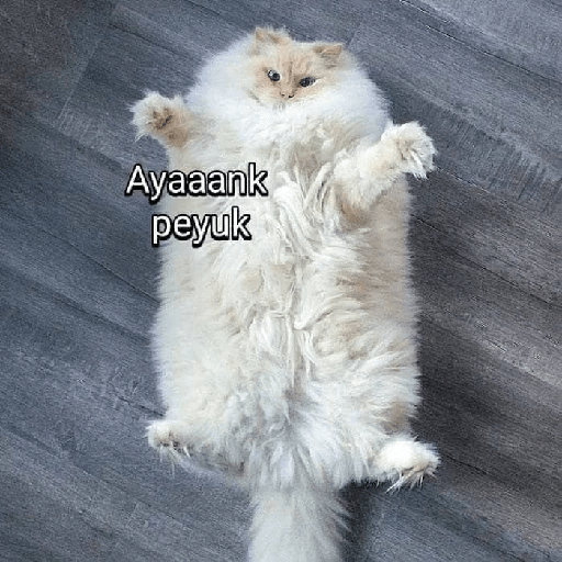 Kucing bucin 10