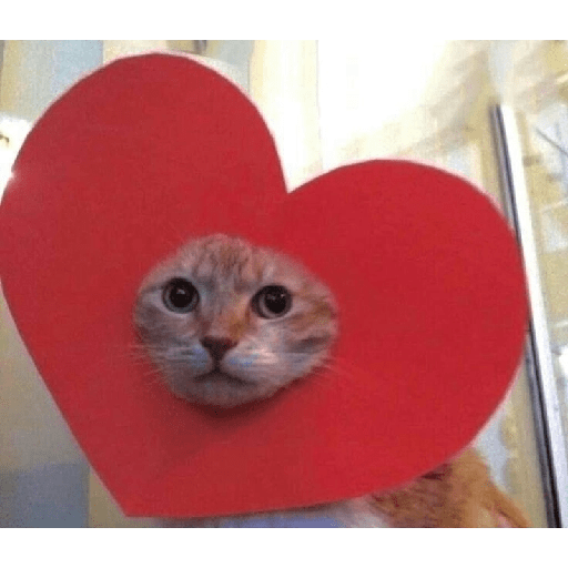 Cats 2 4