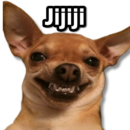 Memes Chihuahua🐶 12