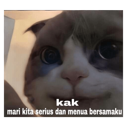 Kucing bucin 11
