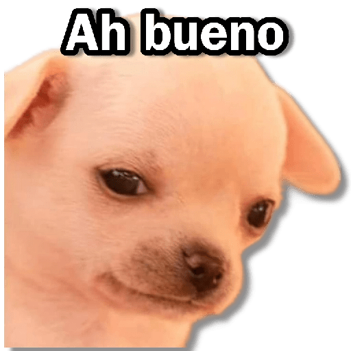 Memes Chihuahua🐶 10