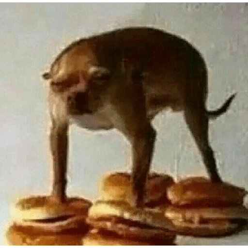 Dogs 🐶 10