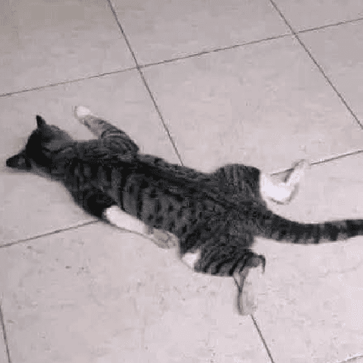GATOS RANDOM - PARTE 55 22