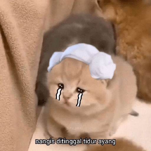 Kucing bucin 13