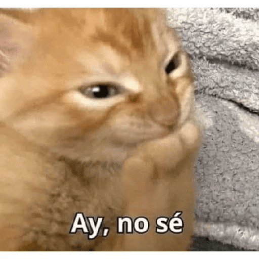 Dilo con Gatos 4
