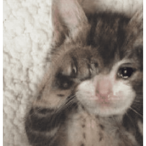 Manzana 12