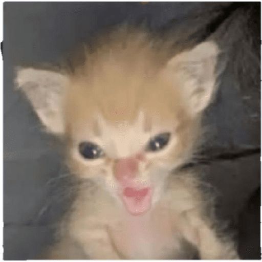 GATOS RANDOM - PARTE 55 26