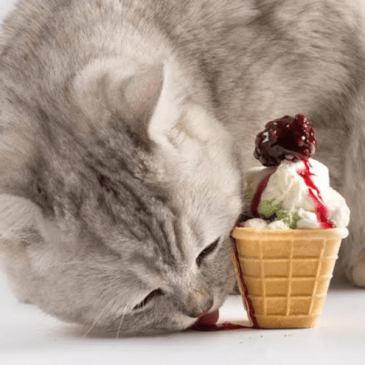 Gatitos comiendo dulces  4
