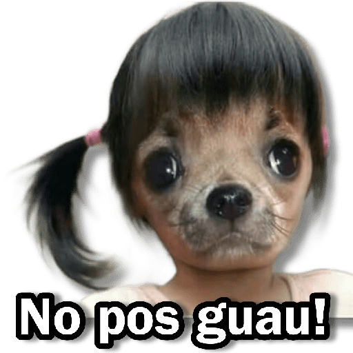 Memes Chihuahua🐶 14