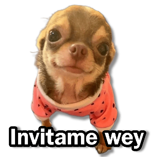 Memes Chihuahua🐶 17