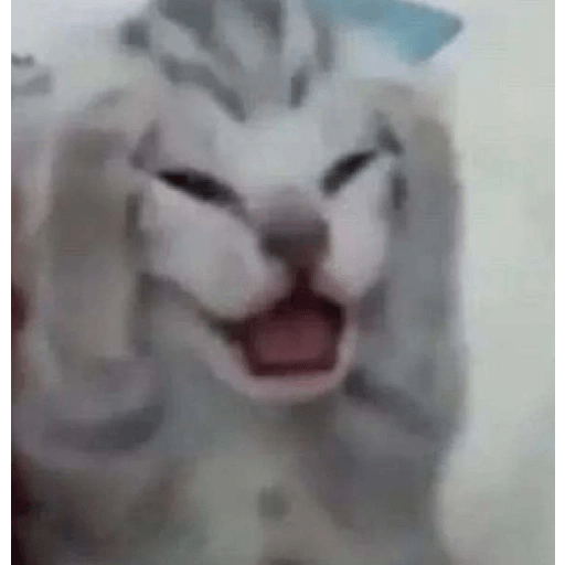 Cats 2 7