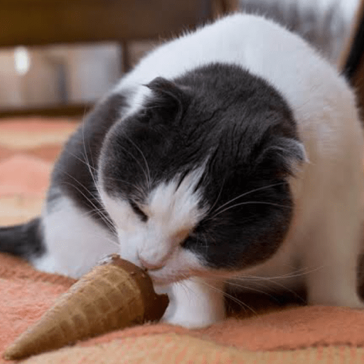 Gatitos comiendo dulces  9