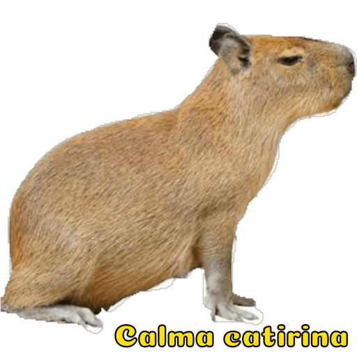 Aproximada 12
