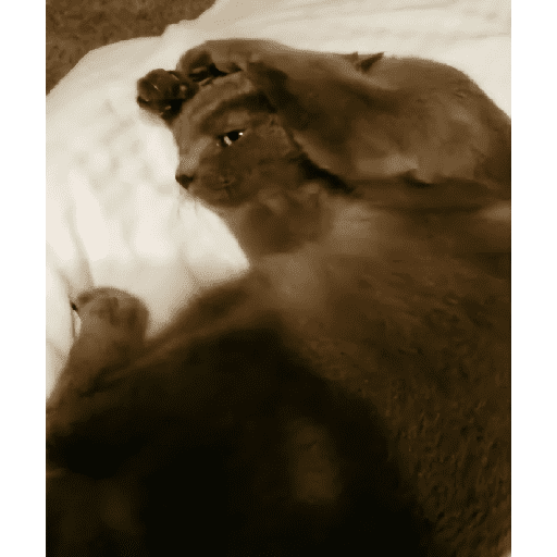 Dilo con Gatos 1