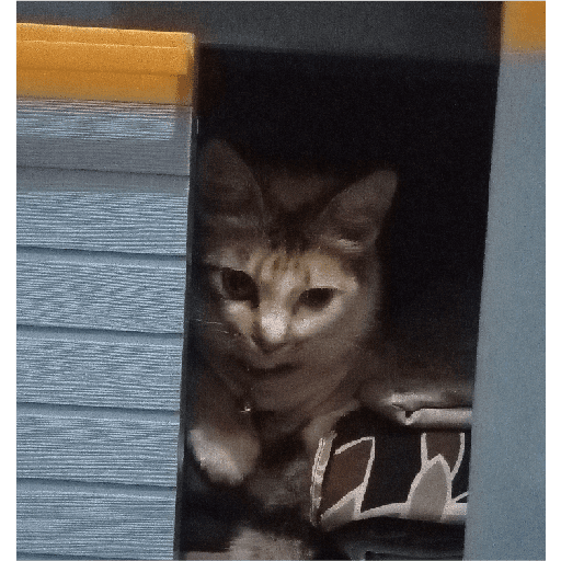 Kucing 1