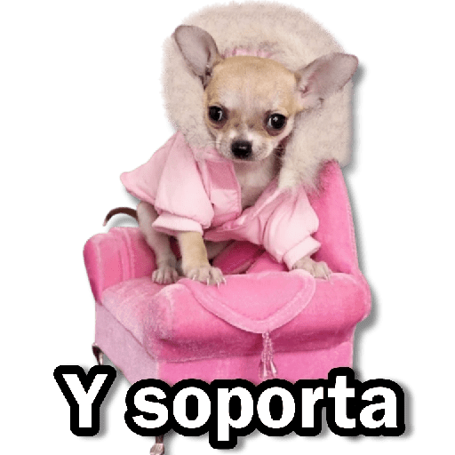 Memes Chihuahua🐶 2