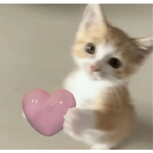 Cats 2 3