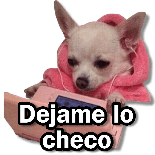 Memes Chihuahua🐶 18