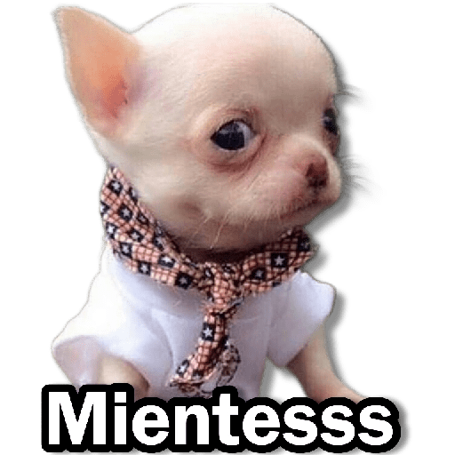Memes Chihuahua🐶 16
